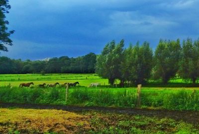 Scenic view of agricultural field against sky