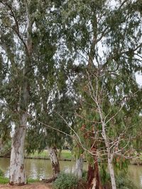 Trees by lake in forest