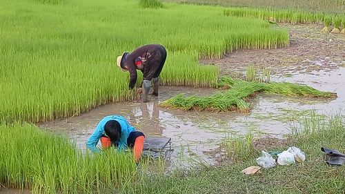 paddy field