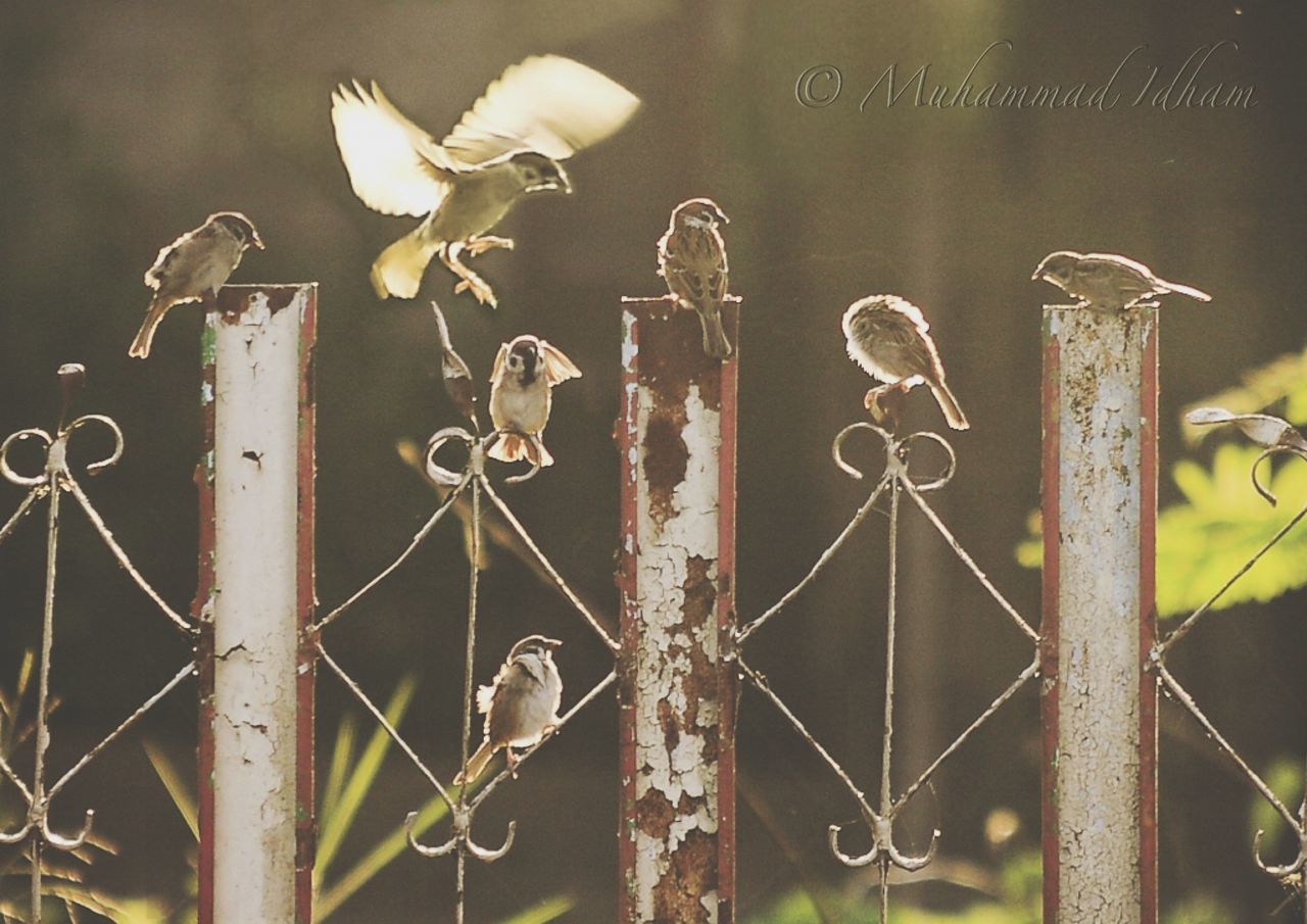 fence, protection, focus on foreground, close-up, metal, safety, security, outdoors, chainlink fence, metallic, barbed wire, no people, day, plant, nature, hanging, rusty, forbidden, sunlight, wall - building feature