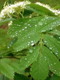 Close-up of wet leaves