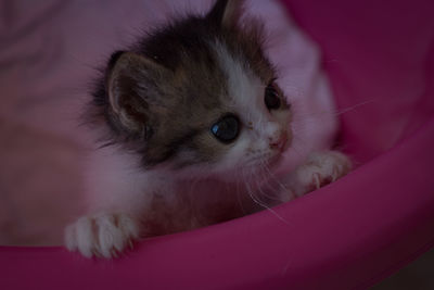 Close-up of kitten