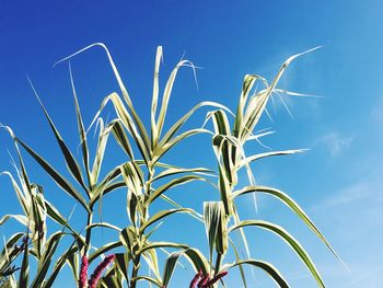 Low angle view of plant against blue sky