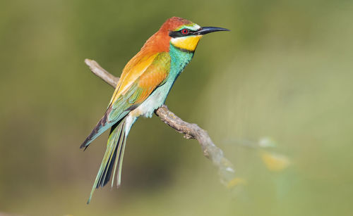 Close-up of bird perching on branch