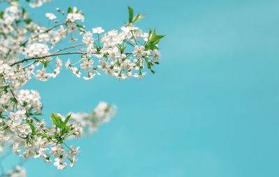 Low angle view of cherry blossom against clear blue sky