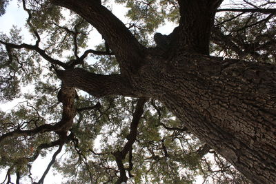 Low angle view of tree in forest against sky