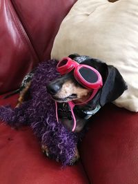 Close-up of dog wearing sunglasses sitting on bed at home