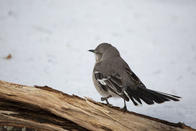 Close-up of bird perching on wood