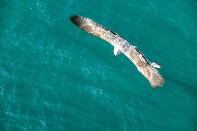 High angle view of turtle swimming in sea