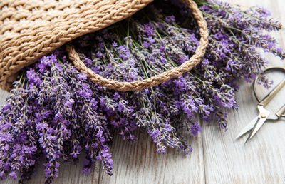 Seasonal pruning of lavender. a bunch of cut lavender and scissors. gardening concept