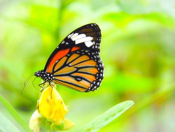 Close-up of butterfly pollinating on flower