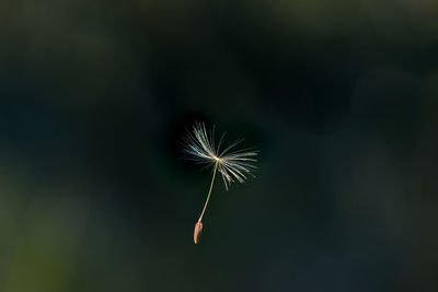 Close-up of dandelion against sky