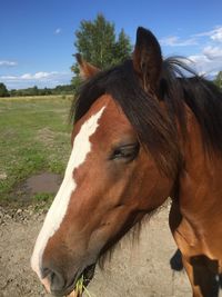 Close-up of horse