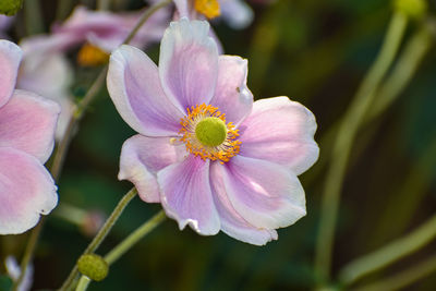 Close-up of pink flower