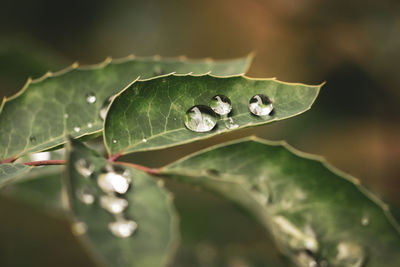 Close-up of raindrops on leaves