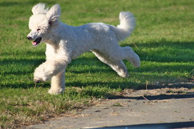 Standard poodle running on grassy field during sunny day