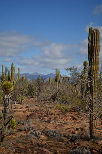 Plants growing on landscape against sky