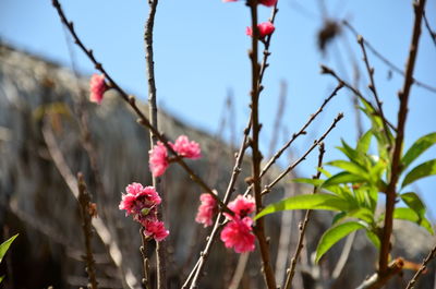 Close-up of pink flower