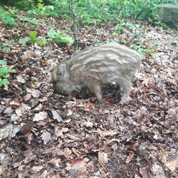 High angle view of lizard on field