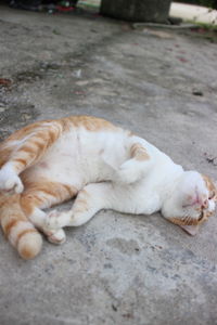 Cat sleeping on street