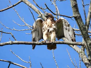 Low angle view of red tailed hawk perching on branch against sky. wings spread