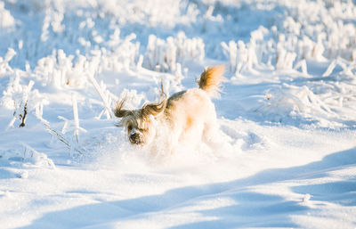 Dog running on snow covered land