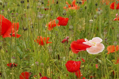 Close-up of poppy flowers blooming in field