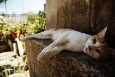 Close-up of cat relaxing outdoors