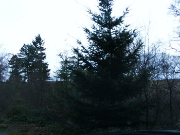 Trees in forest against sky