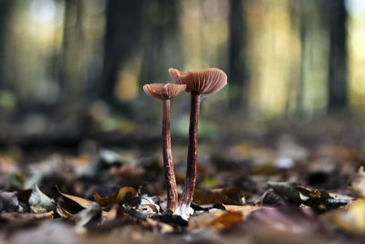 Close-up of mushroom growing in forest