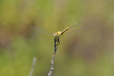 Close-up of insect