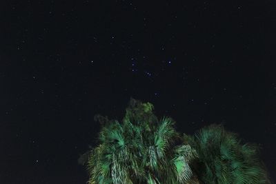 Low angle view of star field against sky at night