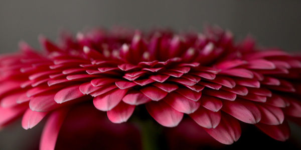 Close-up of pink dahlia