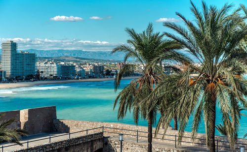 Palm trees by sea against sky in city