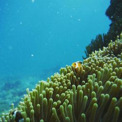 Close-up of coral in sea