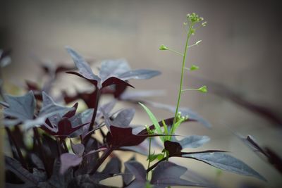 Close-up of flowering plant leaves