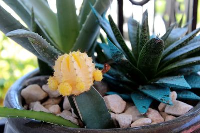 Close-up of potted cactus plant