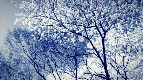 Low angle view of bare tree against sky