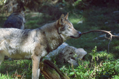 Close-up of dog on grass