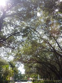 Low angle view of trees in forest against sky