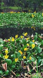 Close-up of yellow flowers growing in farm