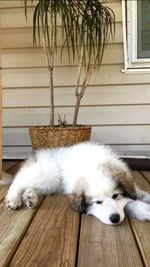 Dog sleeping on wooden floor