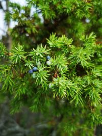 Close-up of pine tree