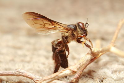 Close-up of dragonfly