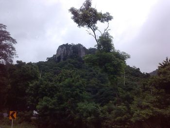 Low angle view of trees on mountain against sky