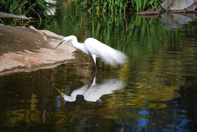 Gray heron in lake