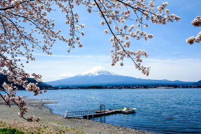 Fuji mountain and cheery blossom full blooming at lake kawaguchiko, japan.