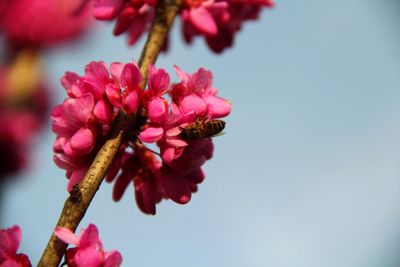 Close-up of pink flowers