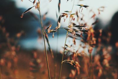 Close-up of plant against blurred background