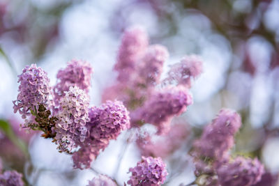 Close-up of pink cherry blossom outdoors